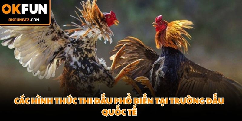 Trực tiếp đá gà Thomo Campuchia kịch tính giữa hai chiến kê dũng mãnh